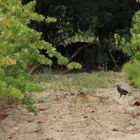 Quinta Do Rio - Belmonte Bauernhof