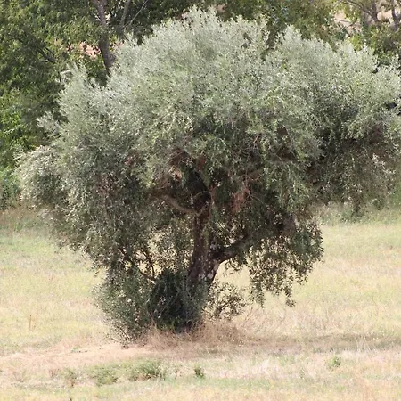 Quinta Do Rio - Belmonte
