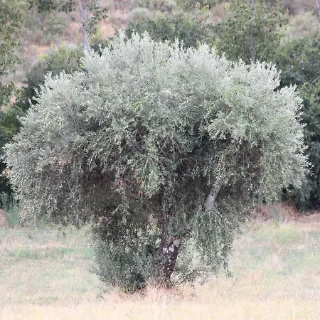 Bauernhof Quinta Do Rio - Belmonte Belmonte (Castelo Branco)