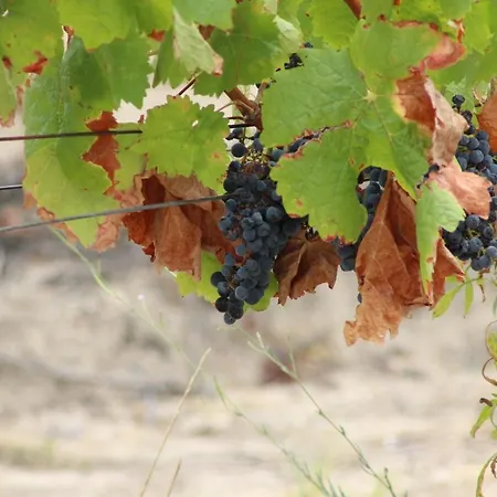 Quinta Do Rio - Belmonte Bauernhof *